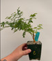 Acacia burkei 3.5" Pot C