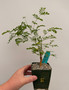 Acacia burkei 3.5" Pot E