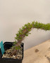 Didierea trollii 5" pot