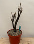 Othonna clanwilliamsdam 8" Pot