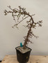 Operculicarya decaryi 6" Pot B