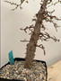 Operculicarya decaryi 6" Pot B