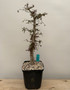 Operculicarya decaryi 6" Pot D