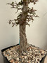 Operculicarya decaryi 6" Pot D