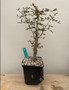 Operculicarya decaryi 6" Pot E
