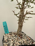 Operculicarya decaryi 6" Pot E