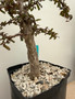 Operculicarya decaryi 6" Pot F