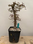 Operculicarya decaryi 6" Pot H