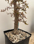 Operculicarya decaryi 6" Pot H