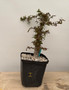 Operculicarya decaryi 6" Pot I
