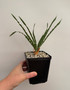 DAILY DEAL - Boophone disticha 5" Pots