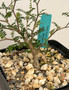 Operculicarya pachypus 6" Pot C