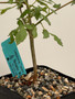 Commiphora sp. "Tanzania" 5" Pot F
