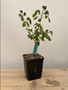 Commiphora sp. "Tanzania" 5" Pot E