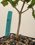 Commiphora sp. "Tanzania" 5" Pot E