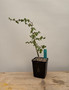 Commiphora sp. "Tanzania" 5" Pot D