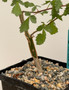Commiphora sp. "Tanzania" 5" Pot D