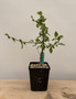 Commiphora sp. "Tanzania" 5" Pot C