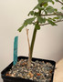 Commiphora sp. "Tanzania" 5" Pot C