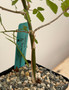 Commiphora sp. "Tanzania" 5" Pot B