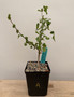 Commiphora sp. "Tanzania" 5" Pot A