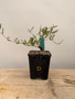 Operculicarya hyphaenoides 5" Pot D - Root cutting