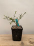 Operculicarya hyphaenoides 5" Pot C - Root cutting