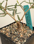 Operculicarya hyphaenoides 5" Pot C - Root cutting