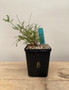 Operculicarya hyphaenoides 5" Pot B - Root cutting