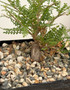 Operculicarya hyphaenoides 5" Pot B - Root cutting
