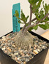 Fockea crispa 5" Pot D