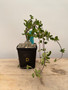 Fockea crispa 5" Pot D