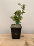 Fockea crispa 5" Pot C