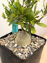 Fockea crispa 5" Pot C
