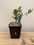 Fockea crispa 5" Pot B