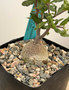 Fockea crispa 5" Pot B