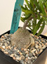 Fockea crispa 5" Pot A