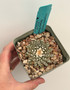 Ariocarpus kotschoubeyanus ssp. elephantidens 3.5" pot - 30+ year old plant!