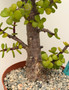 Portulacaria afra 'Cork Bark' 6" pot C