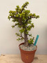 Portulacaria afra 'Cork Bark' 6" pot C