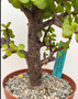 Portulacaria afra 'Cork Bark' 6" pot B
