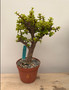 Portulacaria afra 'Cork Bark' 6" pot A