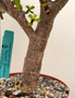 Portulacaria afra 'Cork Bark' 6" pot A
