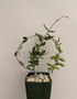 Fockea crispa 3.5" Pots