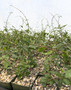 Fockea crispa 3.5" Pots