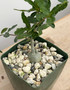 Fockea crispa 3.5" Pots