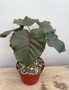 Ficus petiolaris 6" Pots