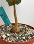 Ficus petiolaris 6" Pots