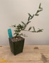 Operculicarya decaryi 3.5" Pots