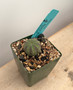 Euphorbia obesa 3.5" Pots